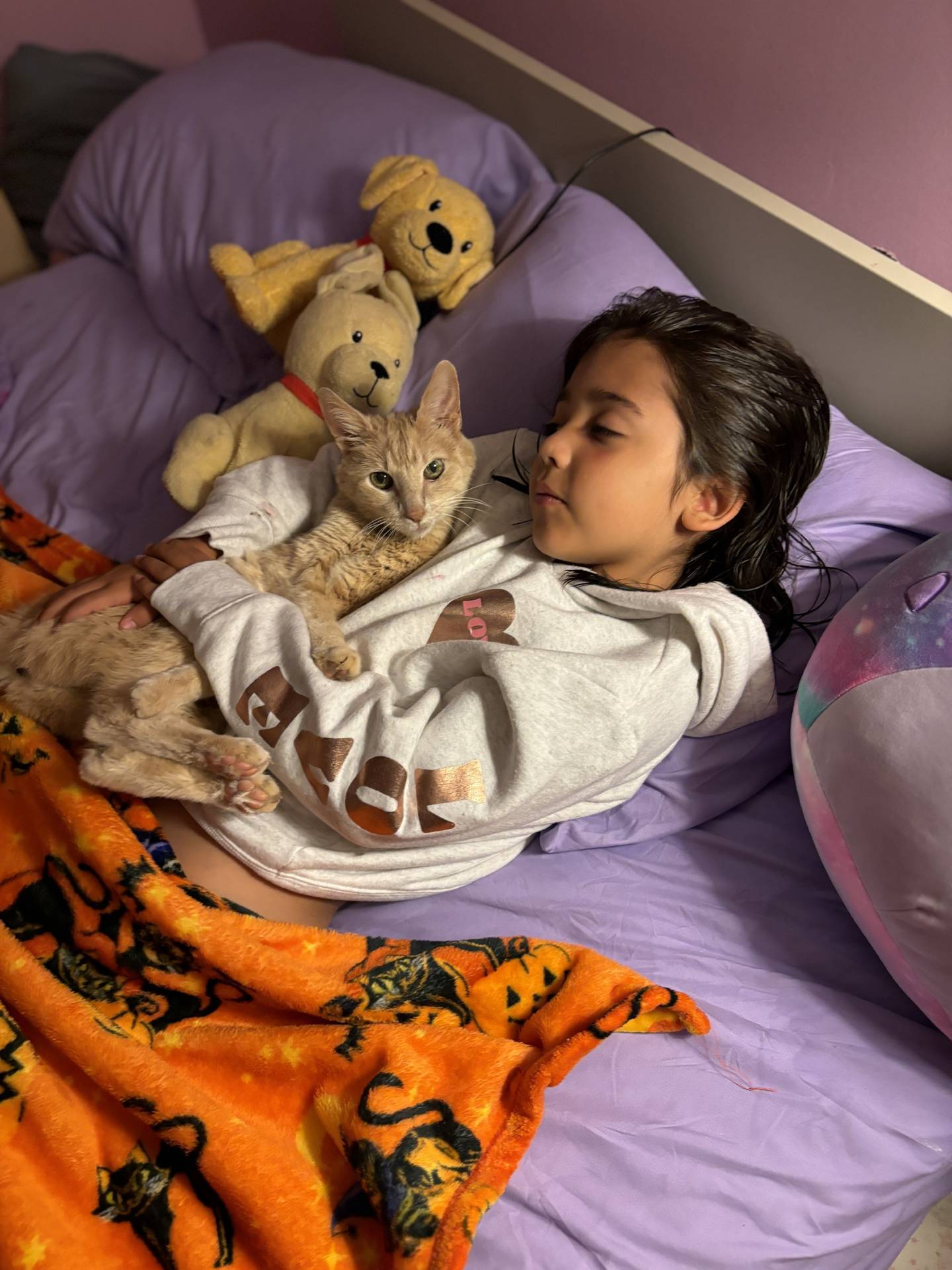Rachel and Ryan Evans' daughter Claire, 6, sleeps with Chase, 16, the orange tabby Rachel Evans adopted in collage. All four of the family's pets died as a result of a fire at the family's Minooka home on Labor Day.
