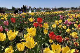 Richardson Farm Tulip Festival to open for the season April 22