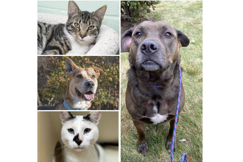 The Herald-News presents this week’s Pets of the Week. Read the description of each pet to find out about that pet, including where he or she can be adopted. (