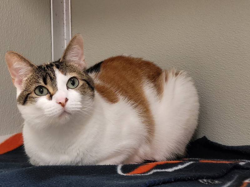 Effie is Save-A-Pet's pet of the week for Aug. 22, 2024.