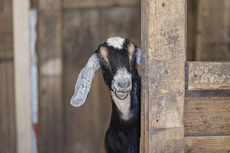 Cranberry, a Nubian goat peeks around a corner in the barn. “Cranberry is out herd queen and besties with Boo,” laughs Abby about the odd couple.