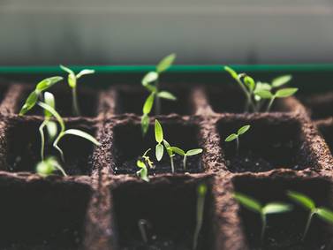 Down the Garden Path: Guest columnist series--Prepare for spring and scratch that gardening itch