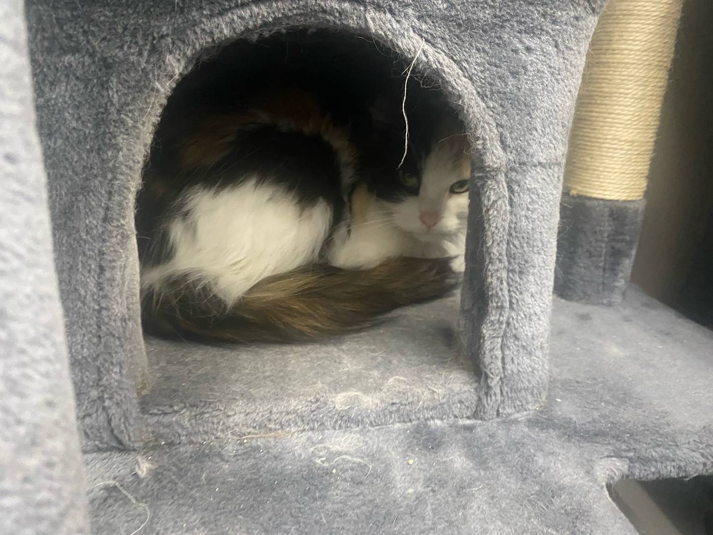Roxie is a loving cat looking for a quiet home. Roxie is able to be around other cats, but prefers to be alone. She would do best in a home without children and as the only pet. For more information on Roxie, contact Forepaws at megan@forepawspets.com. Visit https://www.forepawspets.com/