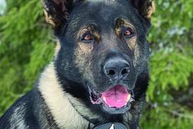 Lake County Sheriff’s Office mourns loss of K-9 Dax