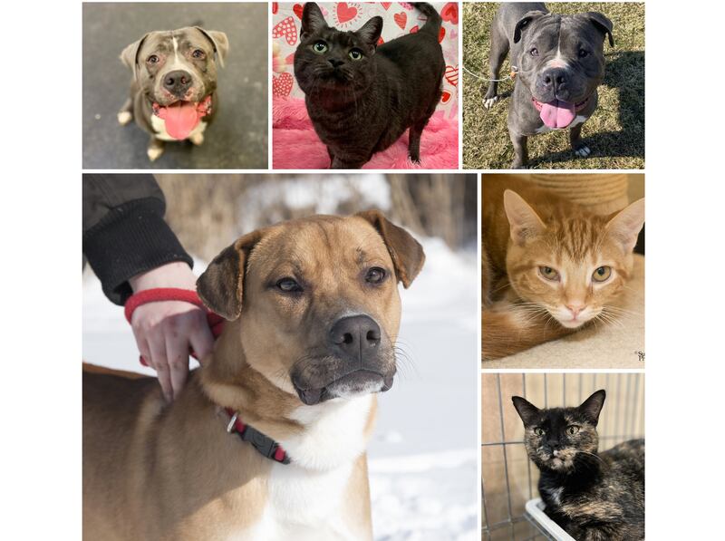 The Herald-News presents this week’s Pets of the Week. Read the description of each pet to find out about that pet, including where he or she can be adopted.