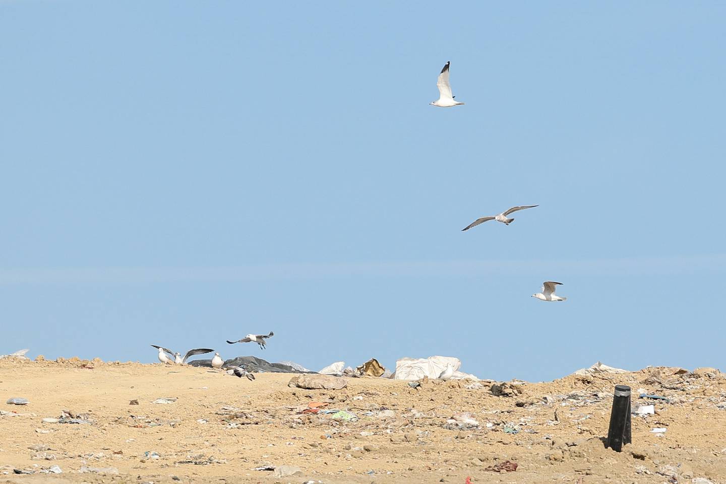 Seagulls fly around the Prairie View Landfill in Wilmington.