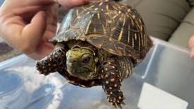 Celebrate Willy the Woodchuck, sip mocktails and learn about turtles at Will County forest preserves