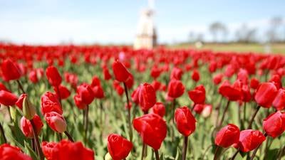 Tickets on sale now for Midwest Tulip Fest at Kuiper’s in Maple Park 