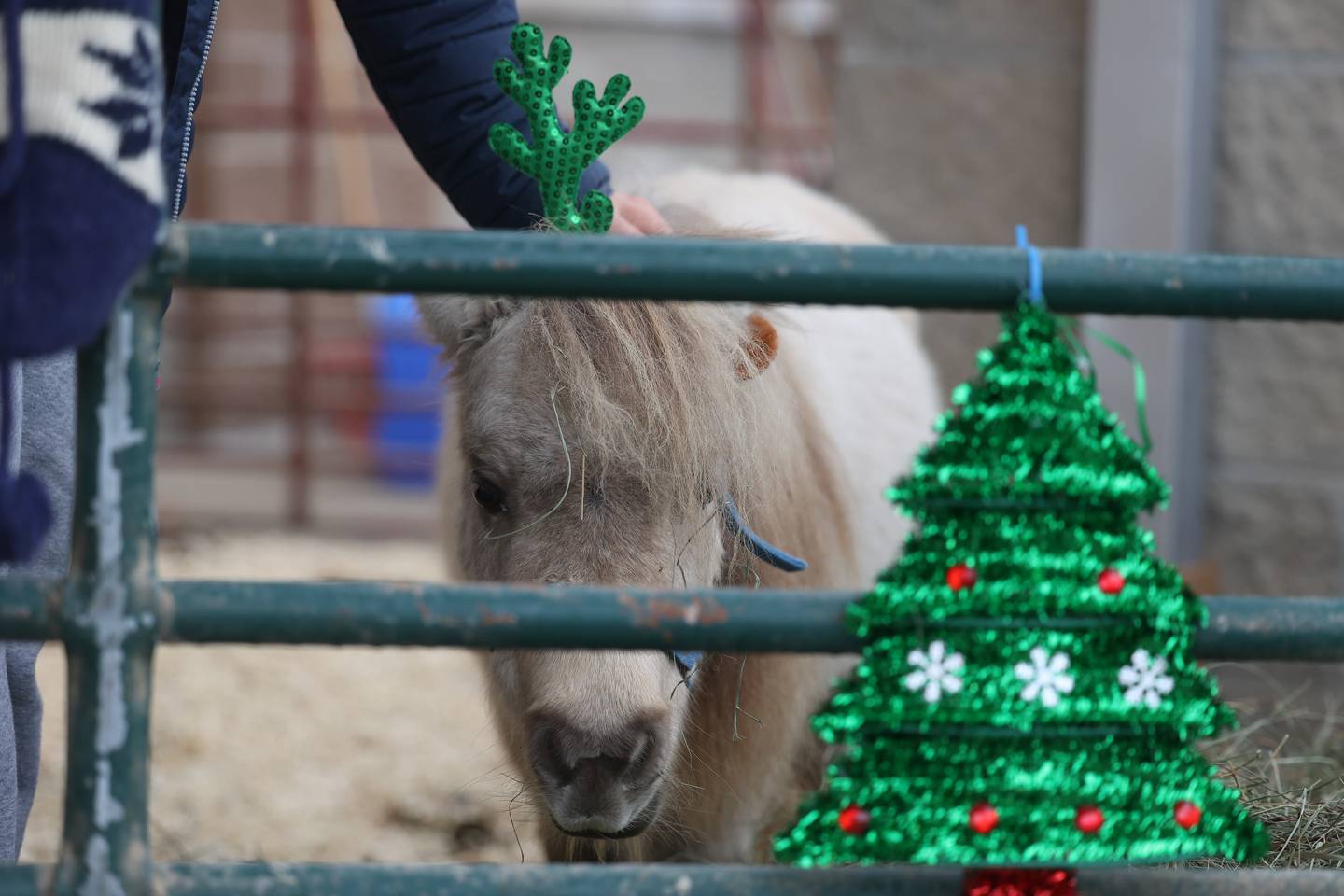 Eyelet, a 15-year old miniature horse greets shoppers as they enter Walmart. The Will County Trail Riders brought horses as they volunteered for the Salvation Army on Saturday, Dec. 2nd, 2023 at Walmart in New Lenox.