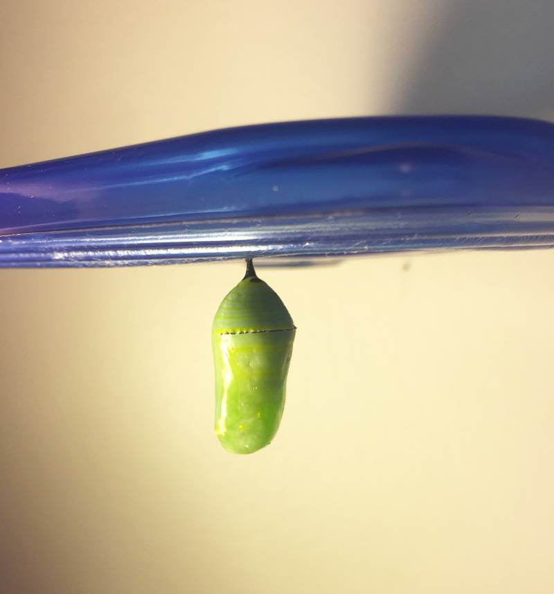 The jade green monarch chrysalis with gold accents is fastened to the top of a plastic container. It will take eight to 14 days for a butterfly to emerge.