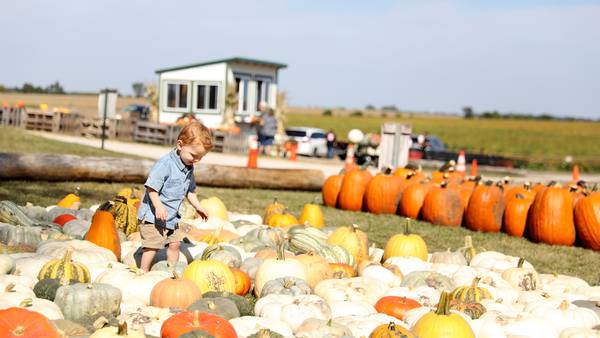 Fall fun is here: Find the perfect pumpkin at these northern Illinois farms