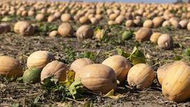 Illinois pumpkin harvest underway; heat weakens crop in some areas