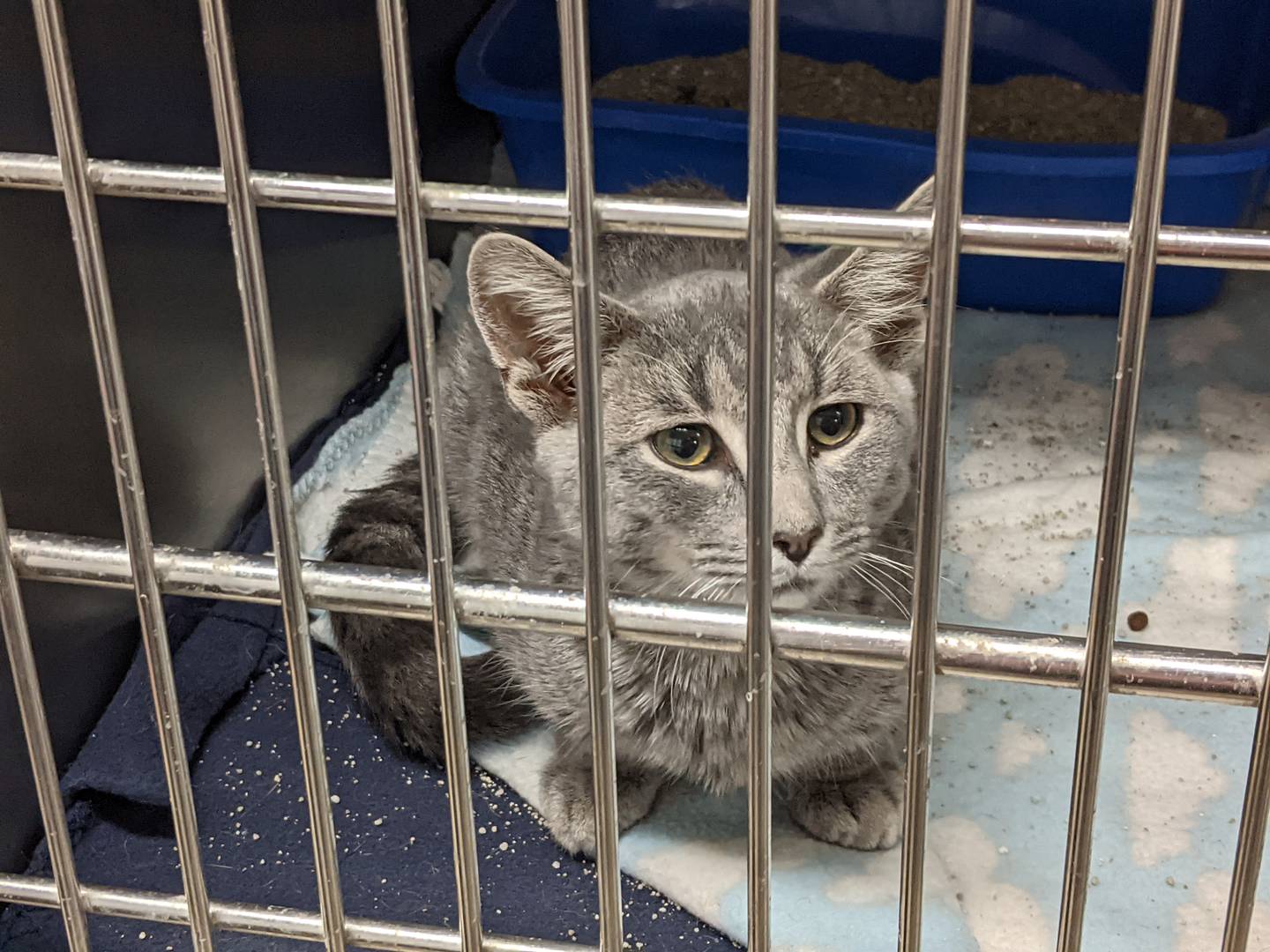Because Kendall County Animal Control now has an abundance of cats ready for adoption, its building was open during the Kendall County Sheriff Office’s National Night Out event on Aug. 5. 

Kendall County Animal Control is located next to the Kendall County Sheriff’s Office.