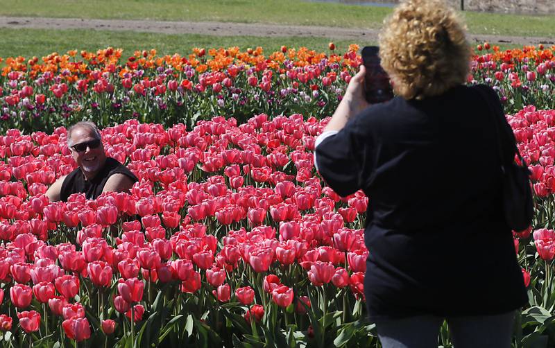 Cindy Stack, of Algonquin, photographs her husband, Todd, with the tulips during the Earth Day opening of the  Richardson Farm Tulip Festival on Wednesday, April 22. More than 1 million vibrant flowers in over 75 varieties will be in bloom. About 350,000 new tulip bulbs were planted in the fall of 2025 in a butterfly pattern near a private lake on the property, said George Richardson. Hours are 10 a.m. to 6:30 p.m. The festival typically lasts for two to three weeks, depending on the blooms.