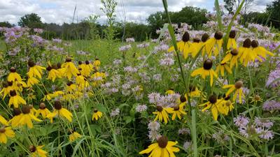 Will County forest preserves to use $100K donation for native plant garden, wetlands management