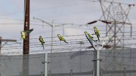 Winging it: How colony of wild parakeets continues to thrive in Lombard
