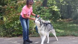Lockport rescue has Siberian huskies that need good homes