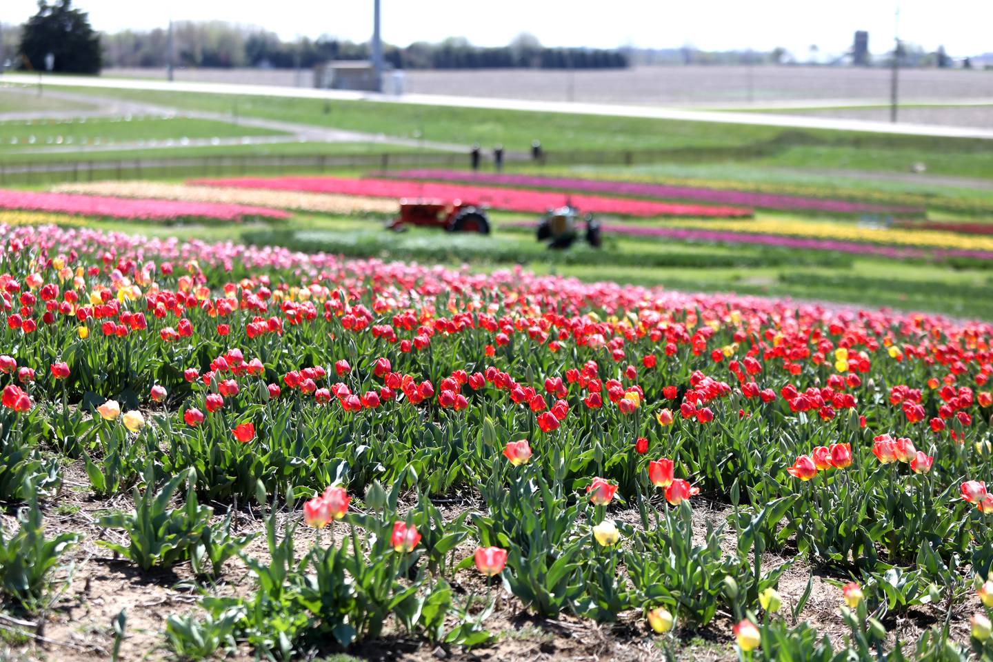 The Midwest Tulip Festival at Kuipers Family Farm in Maple Park opened on Friday, April 19, 2024. The festival runs through May 12, 2024, dependent on the blooms.
