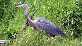 Saturday birdwatching at Lake Renwick in Plainfield: See herons, egrets, and more 