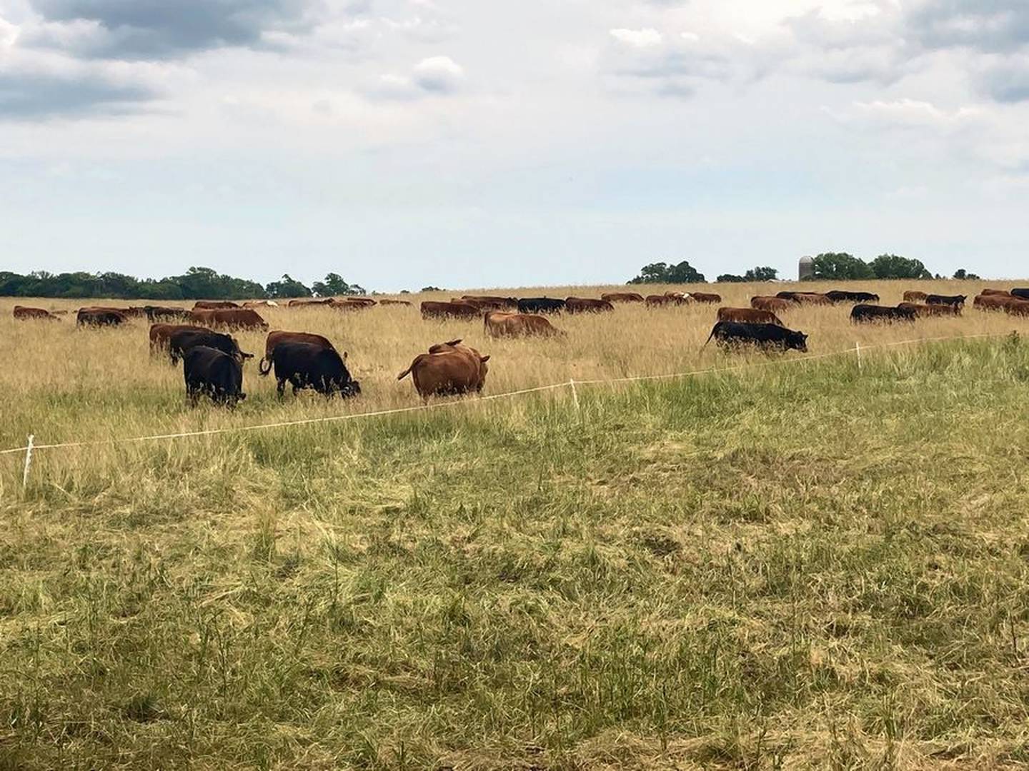 Rotational grazing, in which animals are routinely moved from pasture to pasture, can improve soil, plant and animal health.