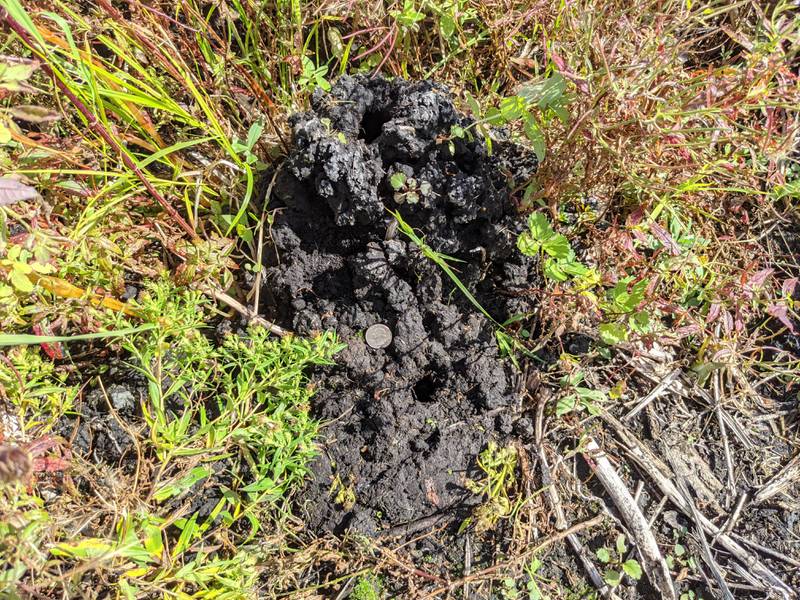 Topped with a large hole, a crayfish chimney stands tall and volcano like at Ferson Creek Fen in St. Charles. A second, smaller hole, which plays a role in burrow ventilation, can be seen below and to the right of the quarter used for scale.