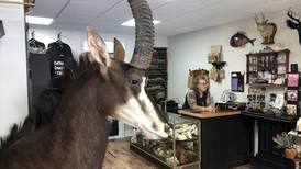Oddity shop: Preserved Peculiarities sets up in McHenry to sell mounted insects, skulls, taxidermy, much more