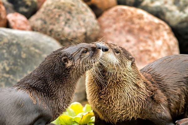 Summerfield Zoo in Belvidere now open for 2026 season