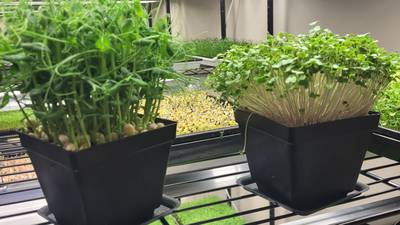 Down the Garden Path: Microgreens are a big deal