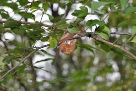 Evening Bat Hike Set for Sept. 6 at Nell’s Woodland