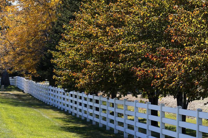 Trees lining a fence start to change to their autumnal splendor Wednesday, Oct. 16, 2024, along Wilmot Road in Fox Lake.