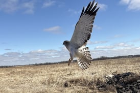 State-endangered Northern harrier rehabbed by McHenry County Conservation District