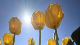Polo Garden Club to meet June 9