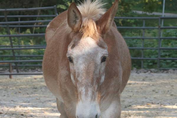 Photos: La Salle's Larry the Mule for sale as I&M Canal Boat rides end