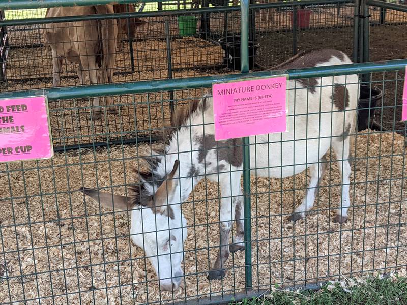 A number of animals are part of the petting zoo at the Sandwich Fair, including a miniature donkey.
