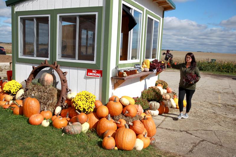Mikaya Huggins, owner of Sugar Grove Pumpkin Farm, sorts small perennials for sale at the farm.