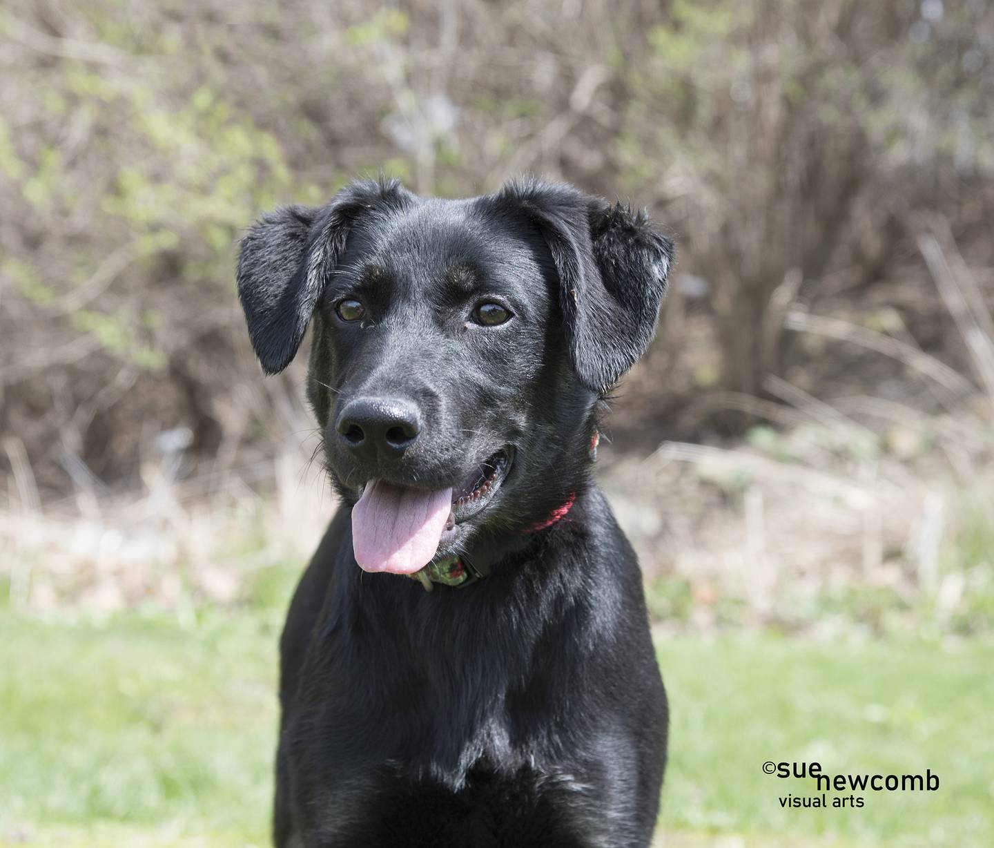 Jade is a 5-month-old energetic shepherd mix puppy. She needs a family with the time and patience to train her through her puppy years and beyond. Contact the Will County Humane Society at willcountyhumane.com and follow the instructions for the adoption process.