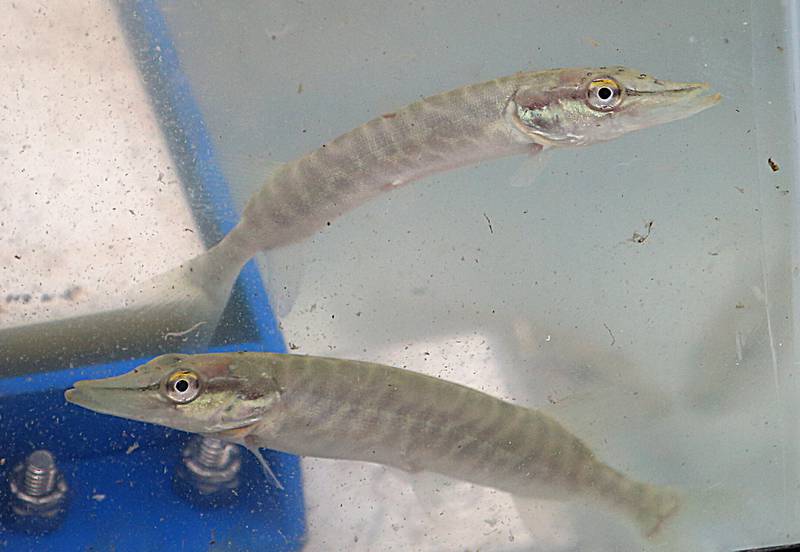 Baby Northern Pike swim in an aquarium during the twenty-third annual Kids Fishing Expo on Saturday, May 13, 2023 at Baker Lake in Peru.