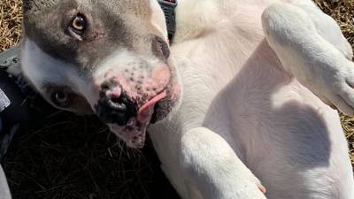 Playful goofball aims to have fun with forever family