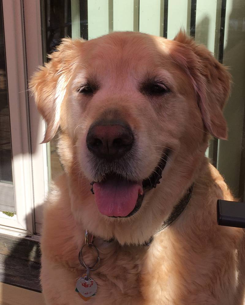 Cooper the Golden Retriever