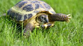 Good Natured in St. Charles: Tortoise on native turf or in need of rescue?