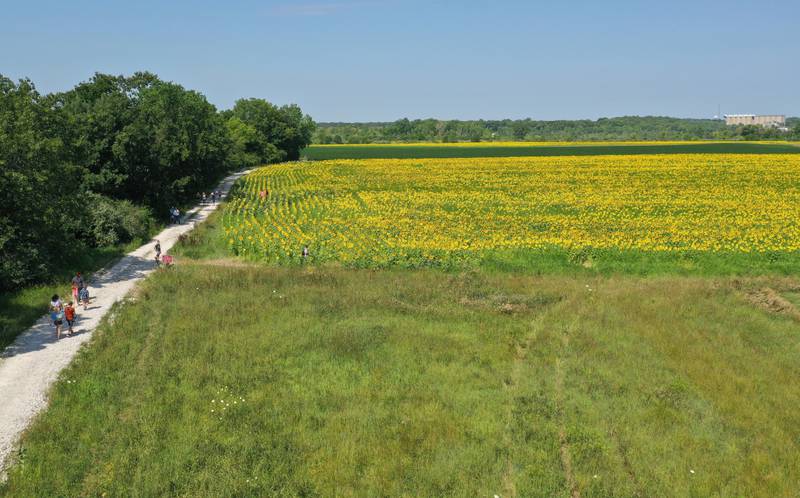 An aerial view of the sunflower field on Tuesday, July 11, 2023 at Matthiessen State Park. Sunflowers are planted in three separate areas throughout Matthiessen State Park.