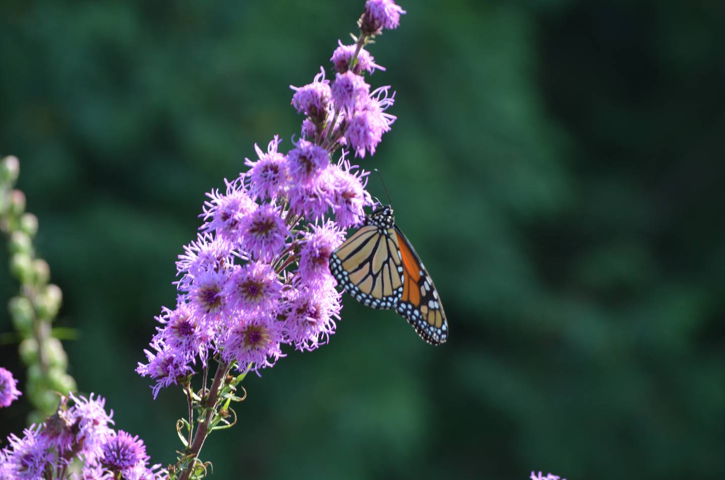 A butterfly lands on a tallgrass flower known as the prairie blazing star or cattail blazing star that's part of a prairie restoration project in Whiteside County.