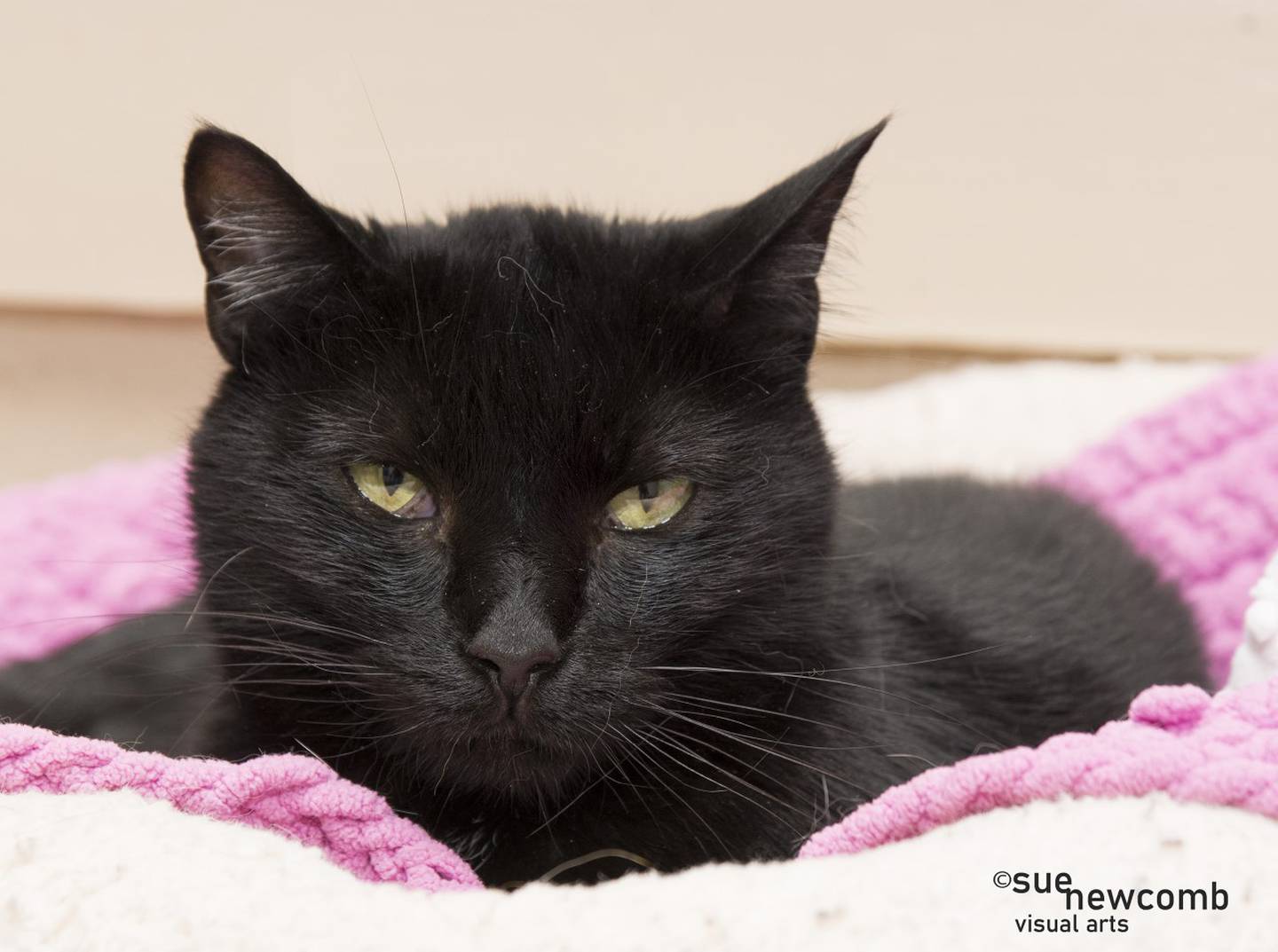 Shy Squirt is a domestic shorthaired who takes a while to warm up to people. She enjoys watching the world from the cat trees. Contact the Will County Humane Society at willcountyhumane.com and follow the instructions for the adoption process.