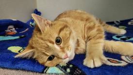 Social kitten would love to be part of package deal