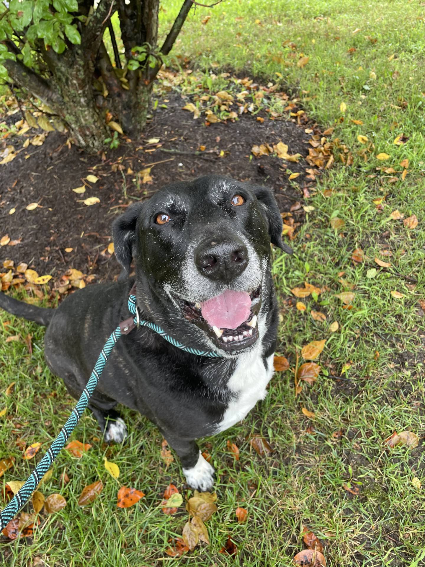 Marcus is a 90-pound, 6-year-old Lab mix that’s calm, loving and gentle. Marcus likes leisurely strolls, a cozy spot on the couch and giving soft nuzzles. He does well with other dogs and needs a home without cats. To meet Marcus, email Dogadoption@nawsus.org. Visit nawsus.org.