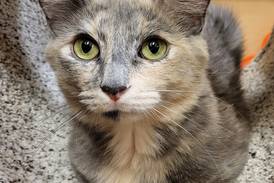 Young, easygoing cat just needs someone to love