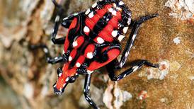 Invasive lanternfly now in Illinois and what that means to our trees