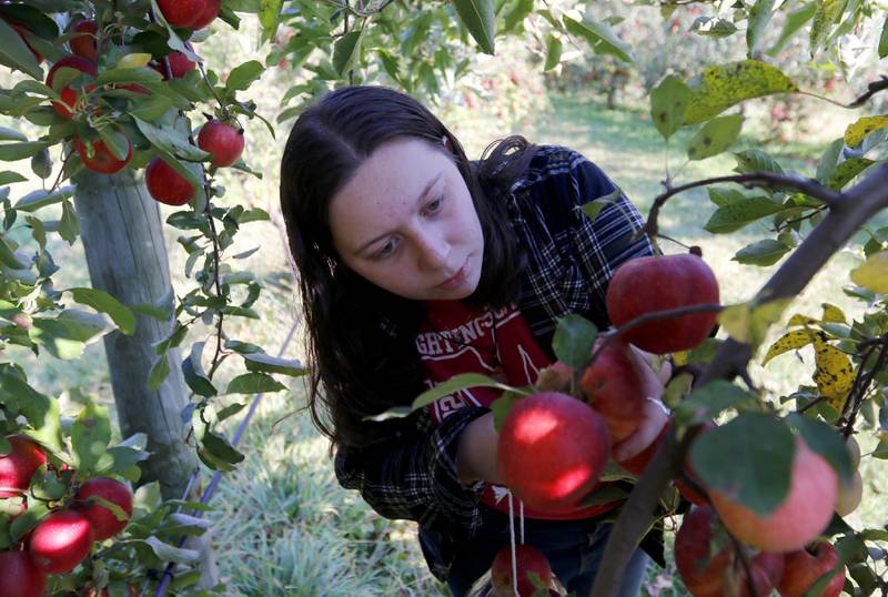 Kelsey Moersfelder, of Huntley, picks some Jonafree apples on Thursday, Oct. 10, 2024, at the Royal Oak Farm Apple Orchard in Harvard.