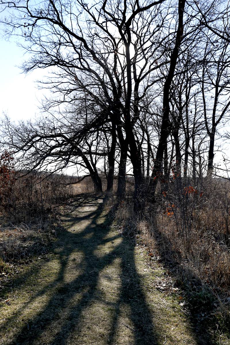 Oak trees cast shadows on the walking path at the McHenry County Conservation District's Elizabeth Lake Nature Preserve Varga Archeological Site on Wednesday, March 6, 2024, The wetland area near Richmond along the Wisconsin Board is  composed of every stage of wetland. The area also a habitat for  29 species of native fish, 200 species of plant life, 55 species of birds, 15-20 butterfly species, and 20 state threatened and endangered species