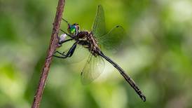 Rare habitat at Joliet Junior College believed to shelter endangered species